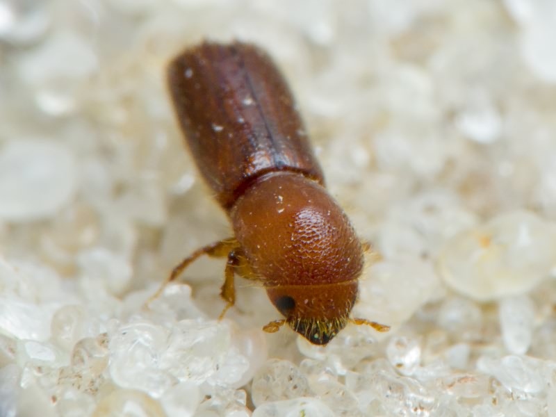 Xyleborus monographus (Fabricius, 1792)